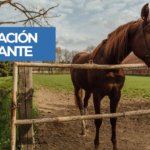 Alerta por brotes de Alphavirus (Encefalomielitis equina)